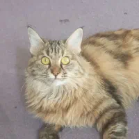 گربه پرشین بریتیش|گربه|اصفهان, شهرک امام خمینی|دیوار
