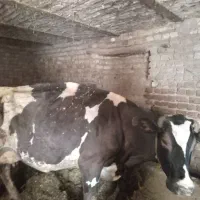 فروش گاو و گوساله