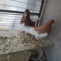 جفت نرو ماده ساده فروشی|پرنده|خلیل آباد, |دیوار