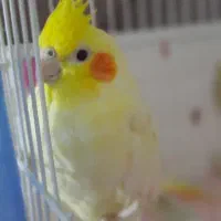 یک جفت عروس هلندی نر و ماده با تخفیف|پرنده|قم, شهرک مهدیه|دیوار