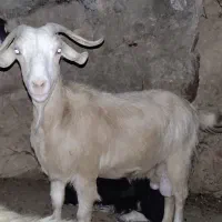 بز ماده