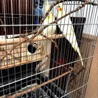 عروس هلندی به شرط تخم کردن|پرنده|نظرآباد, رسالت|دیوار