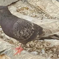 تعدادی کبوتر رنگی|پرنده|آبدان, |دیوار