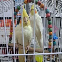 عروس هلندی