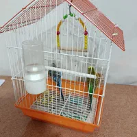 مرغ عشق|پرنده|خوشاب, |دیوار