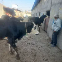 ۳راس تلیسه ابستن ۷ماه سیمنتال تلقیع|حیوانات مزرعه|رباط‌کریم, شهرک صنعتی سبلان|دیوار