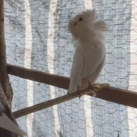 کبوتر زینتی  دم چتری شامپیون بلژیکی|پرنده|رضوانشهر, |دیوار