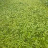 سبزی خورشتی ماهی برنجی