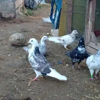 کفتر های پرشی ساعت بالا 5