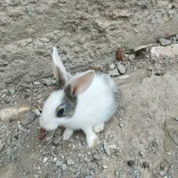 خرگوش|موش و خرگوش|پارسآباد, |دیوار