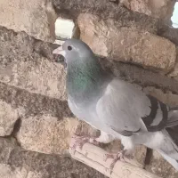 دمگیرخرقه روس