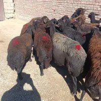 35راس گوسفند قزل افشار درجه یک همه آبستن|حیوانات مزرعه|لیلان, |دیوار