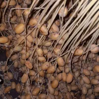 خرما و کلونت محلی زرد(کلگی) طبق تصویر