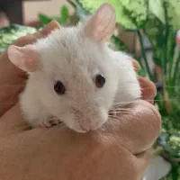 بوشهر چهار راه ولی اسر شماره ی تام|موش و خرگوش|بوشهر, |دیوار