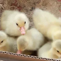 جوجه غاز فروشی