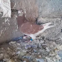 ماده المانی