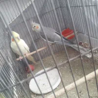 پرنده های زیبا|پرنده|شاهینشهر, گرگاب|دیوار