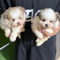 سگ شیرانین پاندایی چشم رنگی