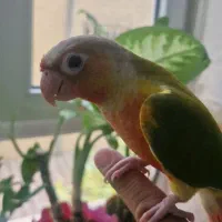 طوطی گرینچیک