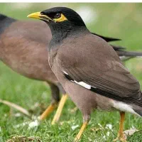 واگذاری » معاوضه دو عدد مینا