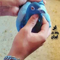 کبوتر پلاکی|پرنده|شادگان, |دیوار