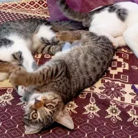 بچه گربه واگذاری