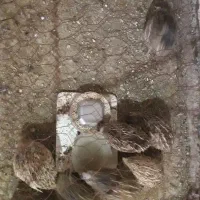 بلدرچین|حیوانات مزرعه|نوشین شهر, |دیوار