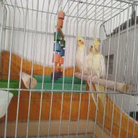 طوطی عروس نروماده