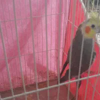 یک جفت عروس هلندی خوش صدا