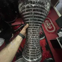 تمپو یا داربوکا پژواک