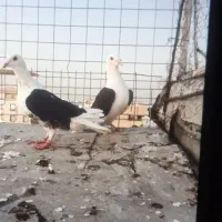 پشدارکبوتر کویتی۴تومن|حیوانات|الوند, |دیوار