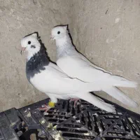 کبوتر طوقی سبز طوق آبی|پرنده|شیراز, شهرک سعدی|دیوار