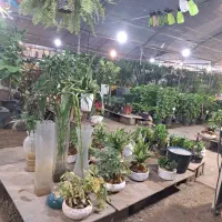 کارگر برای کار گلخانه