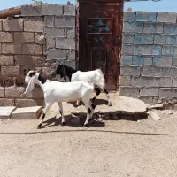 یک عدد بزافقانی با بزغاله