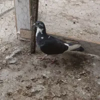 رنگی|پرنده|شوشتر, |دیوار