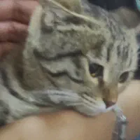 گربه ماده پیدا شده در منطقه الیهه|حیوانات|بیرجند, |دیوار