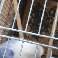 یک جفت کوتوله برزیلی ۶تخمه|پرنده|تهران, ارامنه|دیوار