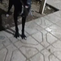 مالینیوز ب فحل امده