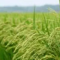 زمین-برنج-واقع-در-گتگسر