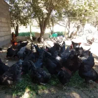 تخم مرغ نطفه دار گلپایگان و مرندی|حیوانات مزرعه|زنجان, |دیوار