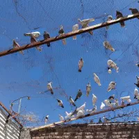سیصد تا تهرونی کفتر پاکستانی کبوتر تهران پاکی|پرنده|خاش, |دیوار