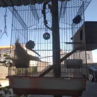 قفس به همراه عروس