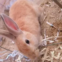 خرگوش|موش و خرگوش|یزد, |دیوار