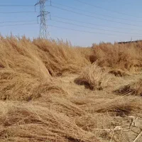 جارو شهرداری