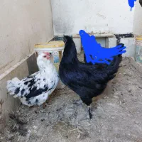 مرغ خانگی .گلین،ایام سمانی