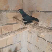قره کوینح و قرمزی