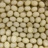 جوجه حلزون|خزنده|اهواز, زیتون کارمندی|دیوار