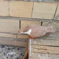 کفتر|پرنده|چهارباغ, |دیوار