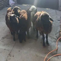 4راس نر1راس ماده شیرمست|حیوانات مزرعه|قزوین, |دیوار
