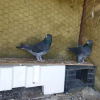 کبوتر رفتنی|حیوانات|نوشین شهر, |دیوار